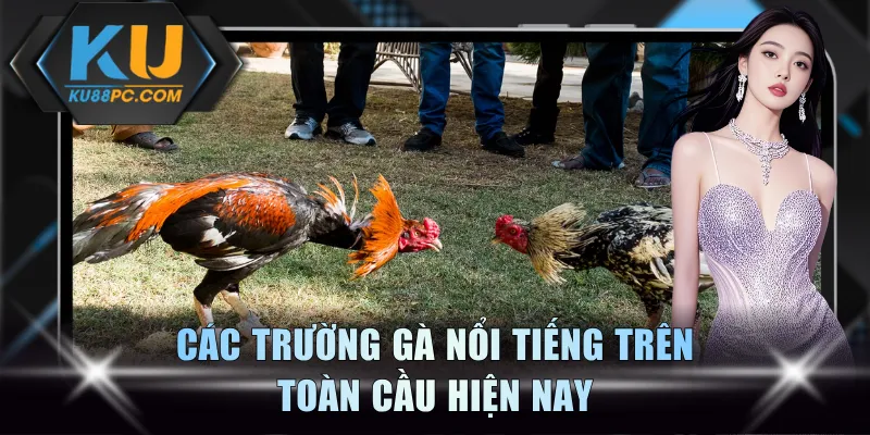 Các trường gà nổi tiếng trên toàn cầu hiện nay