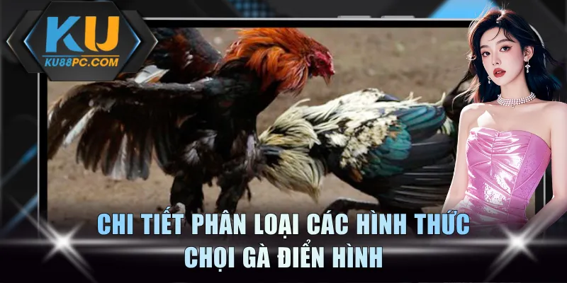 Chi tiết phân loại các hình thức chọi gà điển hình