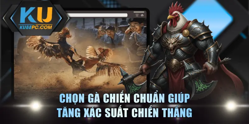 Chọn gà chiến chuẩn giúp tăng xác suất chiến thắng
