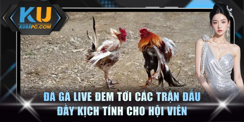 Đá gà live đem tới các trận đấu đầy kịch tính cho hội viên