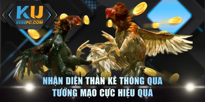 Nhận diện thần kê thông qua tướng mạo cực hiệu quả
